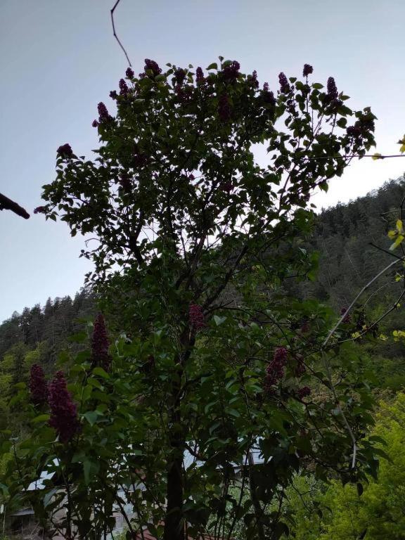 Guest House Gogias Cixe Borjomi Esterno foto